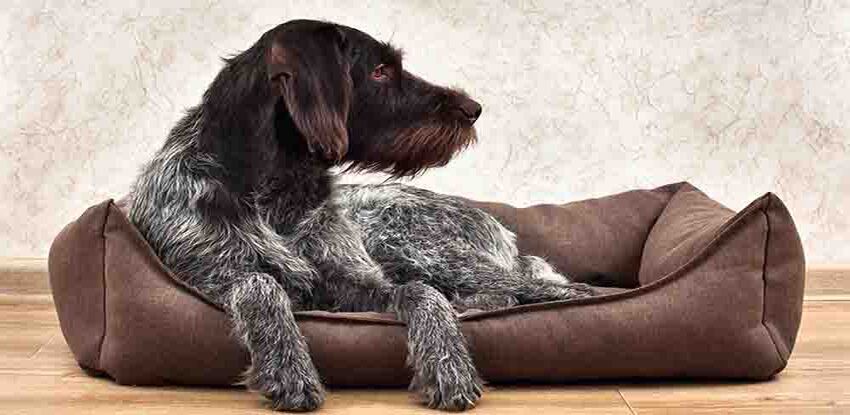 How to Keep a Dog Bed From Smelling