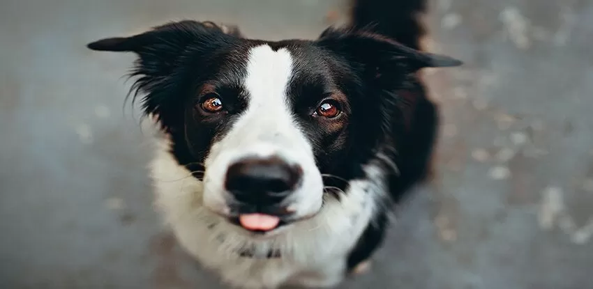 Best Dog Beds for Border Collies