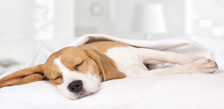 Does washing dog bed kill fleas
